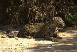 jaguar on beach